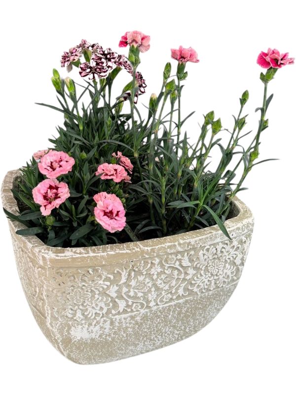 Anvick Pot Medium Whitewash Finish - H210mm x W310mm - 5kg