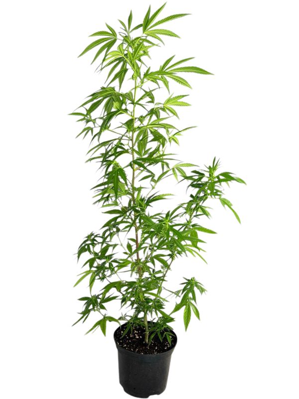 Cannabis &quot;Malawi Gold&quot; Female 12cm
