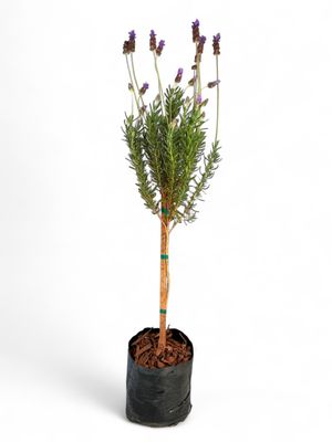 Lavandula Stoechas Standard 5L