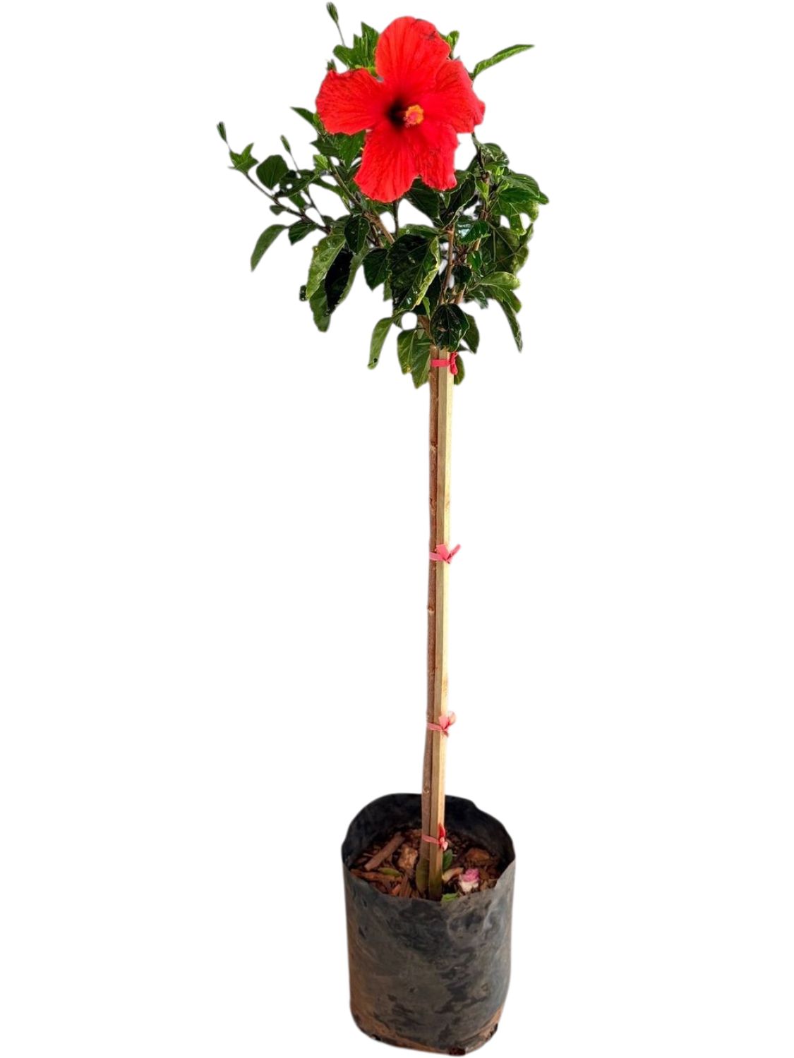 Hibiscus Standard &quot;variety colours&quot; 10Liter