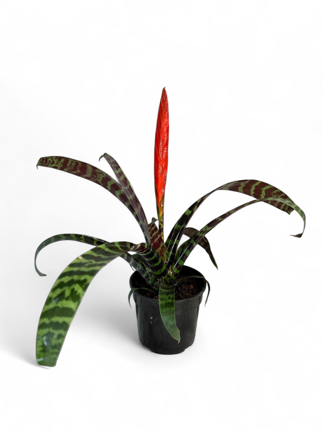 Vriesea &quot;Splendens&quot; 14cm