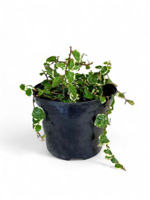 Ficus Pumila &quot;Variegata&quot; 15cm