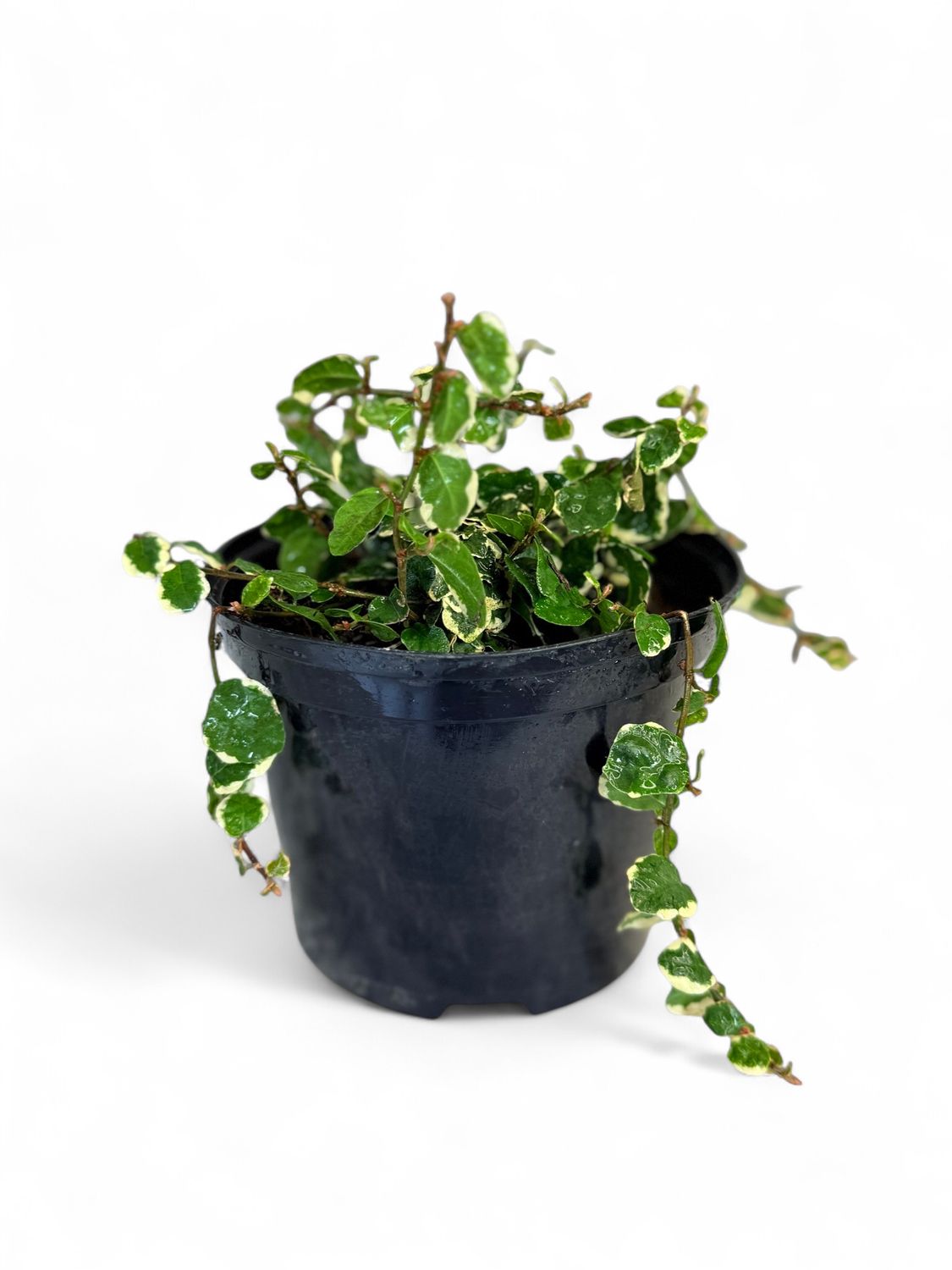 Ficus Pumila &quot;Variegata&quot; 15cm