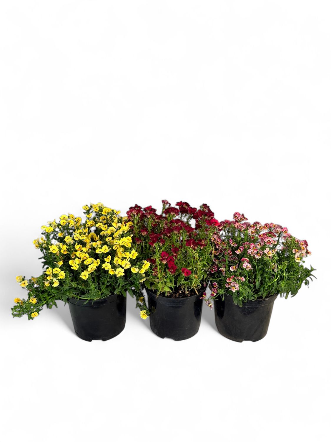 Nemesia &quot;Nesia&quot; Mixed Colours 15cm