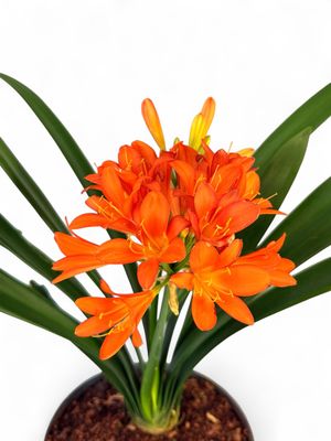 Clivia "Natal Lily" 30cmPot