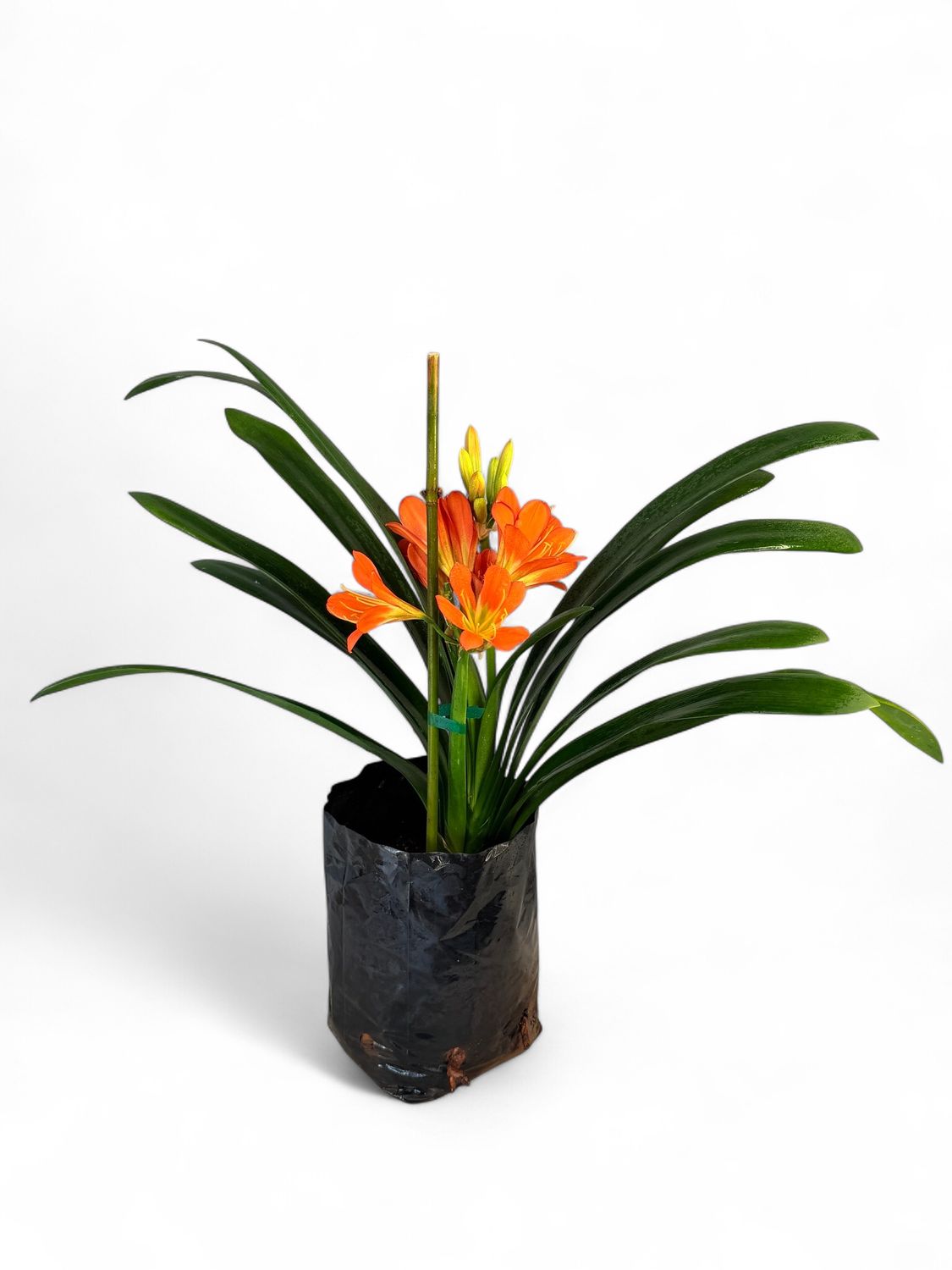 Clivia 5 Liter