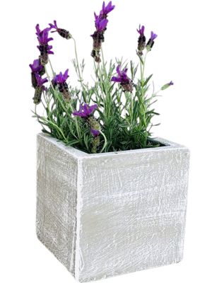 Ondela Square Pot Small Whitewash Finish - H200mm x L200mm x W200mm - 6kg