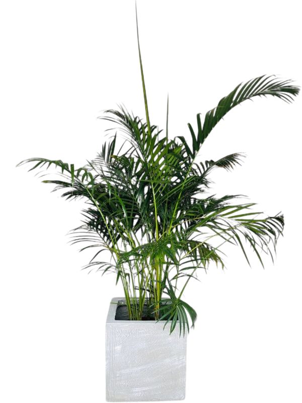 Ondela Square Pot Large Whitewash Finish - H400mm x L400mm x W400mm - 25kg