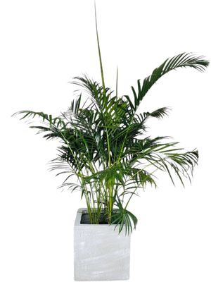 Ondela Square Pot Large Whitewash Finish - H400mm x L400mm x W400mm - 25kg