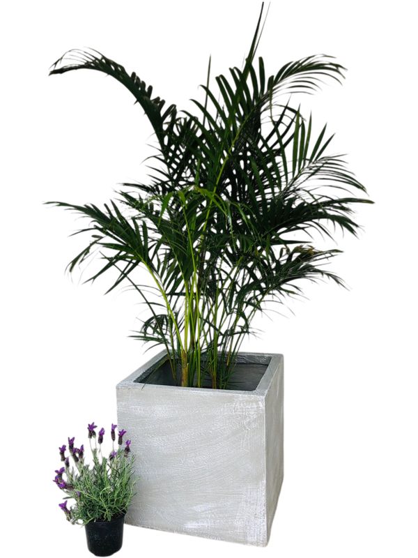 Ondela Square Pot Extra Large Whitewash Finish - H500mm x L500mm x W500mm - 45kg