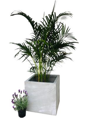 Ondela Square Pot Extra Large Whitewash Finish - H500mm x L500mm x W500mm - 45kg