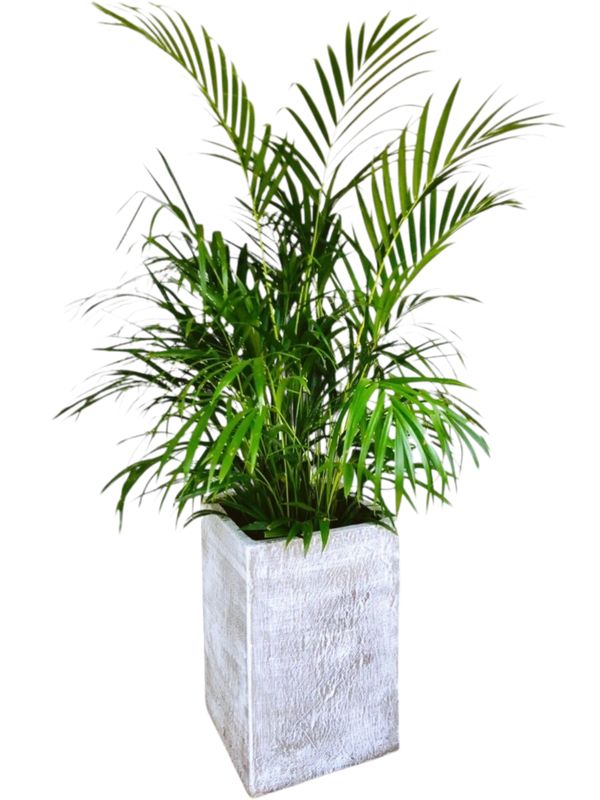 Square Plain Planter Whitewash Finish - H540mm x W350mm - 26kg