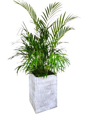 Square Plain Planter Whitewash Finish - H540mm x W350mm - 26kg