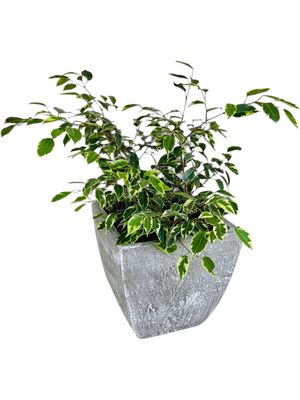 Square Bulge Cactus Pot Medium Whitewash Finish - H300mm x W300mm - 10kg