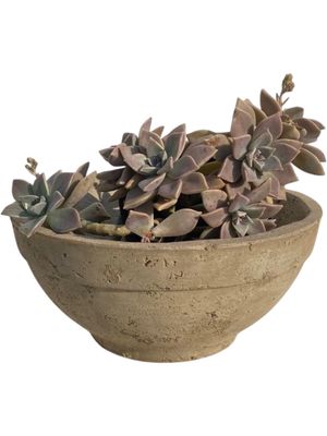 Peace Bowl 2 Large Rustic Cement Finish - H130mm x W300mm - 3kg