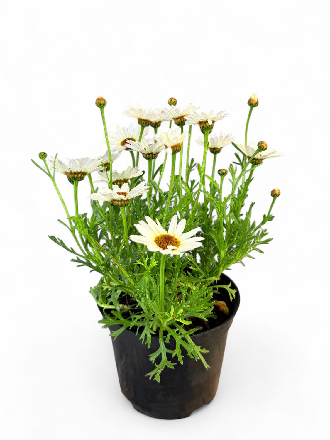 Argyranthemum White &quot;Grand Daisy&quot; 15cm