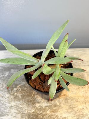 Cotyledon Orbiculata &quot;Flanaganii&quot; 15cm