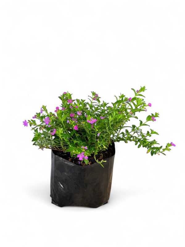 Cuphea Hyssopifolia &quot;Pink&quot; 2Liter