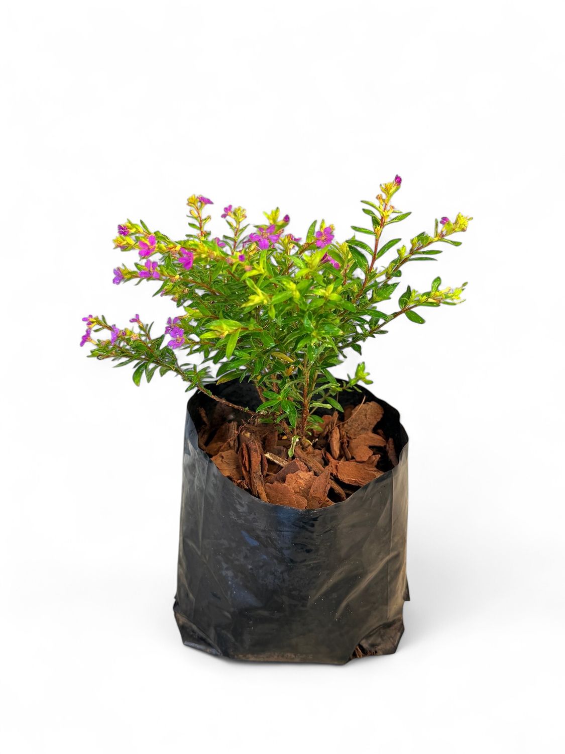Cuphea Hyssopifolia &quot;Enchantia Purple&quot; 2Liter