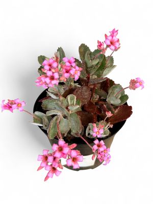 Kalanchoe Pumila &quot;Flower Dust Plant&quot; 15cm