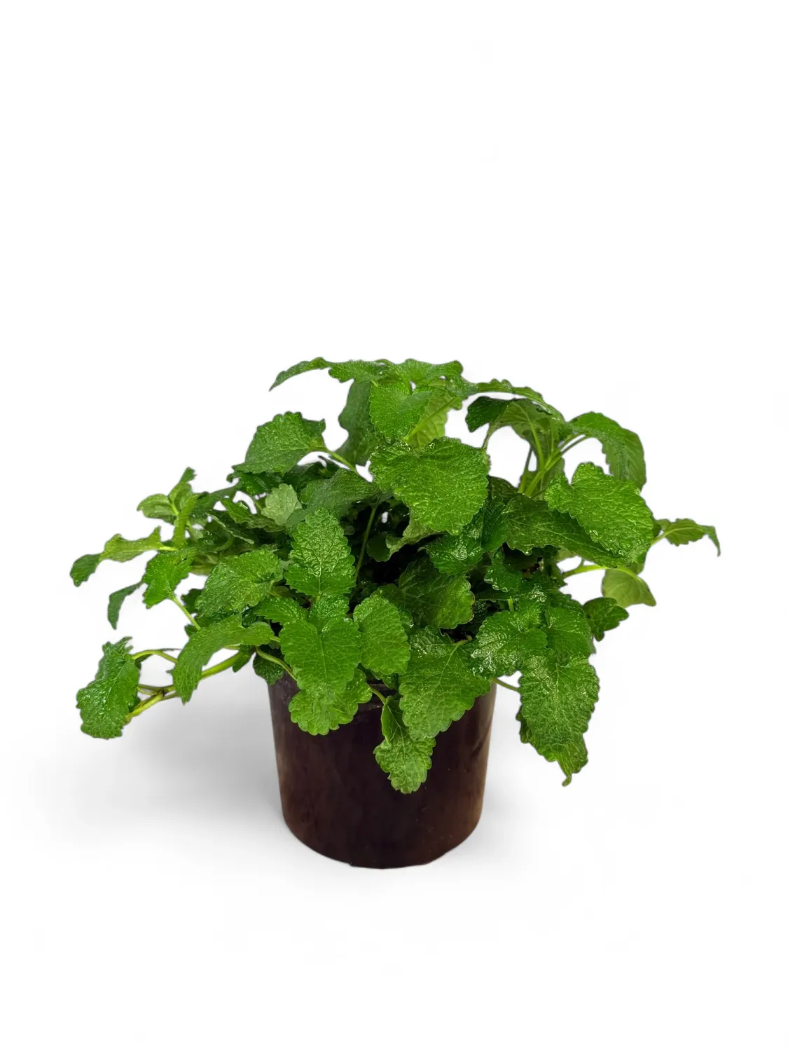 Lemon Balm &quot;Melissa Officinalis&quot; 12cm Pot