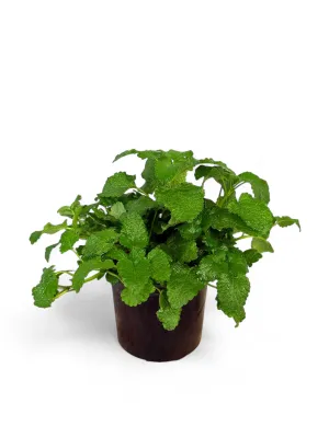 Lemon Balm &quot;Melissa Officinalis&quot; 12cm Pot
