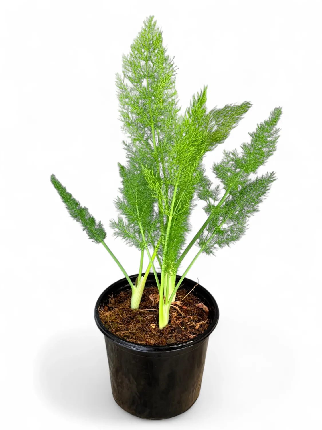 Fennel Florence &quot;Foeniculum Vulgare&quot; 14cm Pot