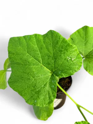 Squash Butternut "Waltham" 17cm Pot