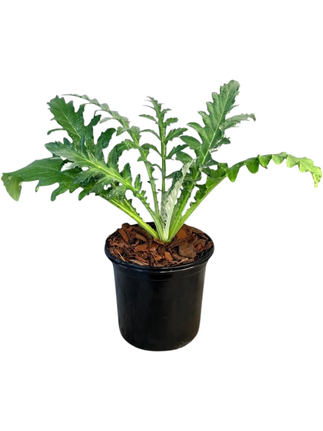 Artichoke &quot;Green Globe&quot; 14cm Pot