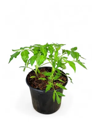 Tomato Principe Borghese &quot;Italian Heirloom&quot; 17cm Pot