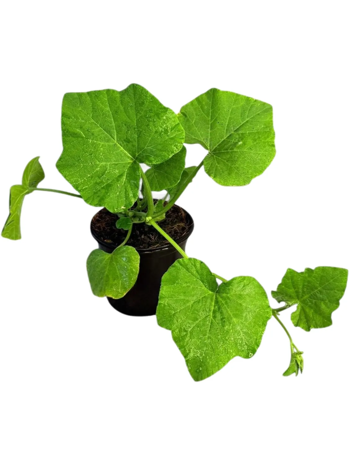 Squash Butternut &quot;Waltham&quot; 17cm Pot