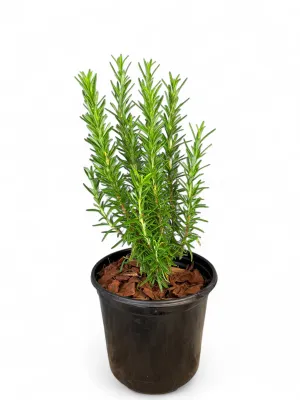 Rosemary  17cm Pot
