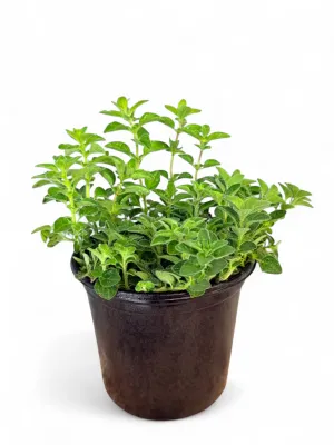 Marjoram Oregano Wild &quot;Origanum&quot; 17cm Pot