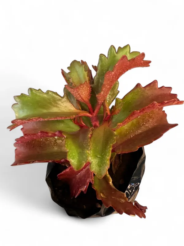 Kalanchoe Sexangularis "Red Leaved Kalanchoe" 2Liter
