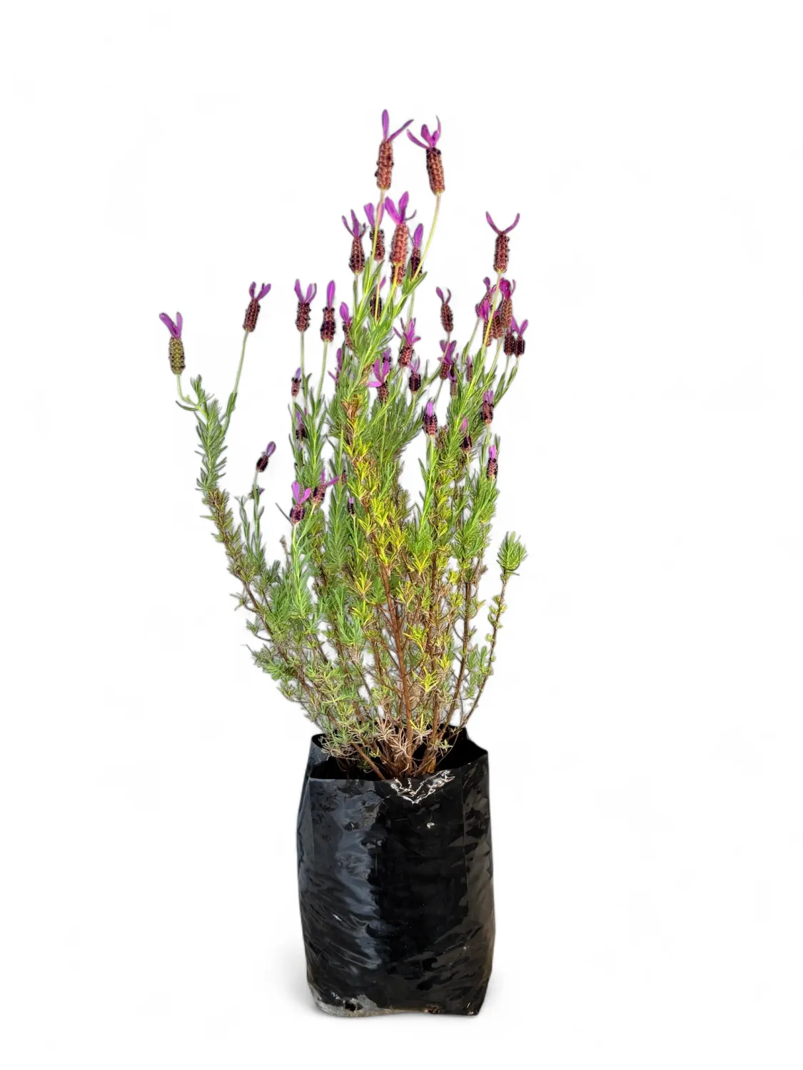 Lavandula Stoechas &quot;Lavender&quot; 10Liter