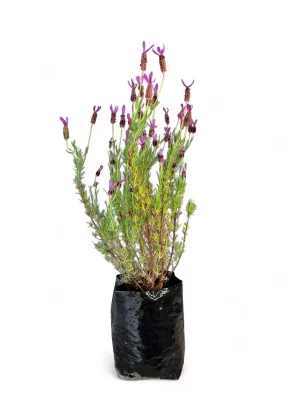 Lavandula Stoechas &quot;Lavender&quot; 10Liter