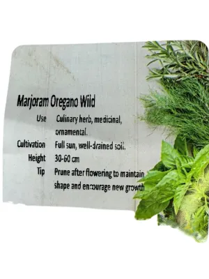 Marjoram Oregano Wild "Origanum" 17cm Pot