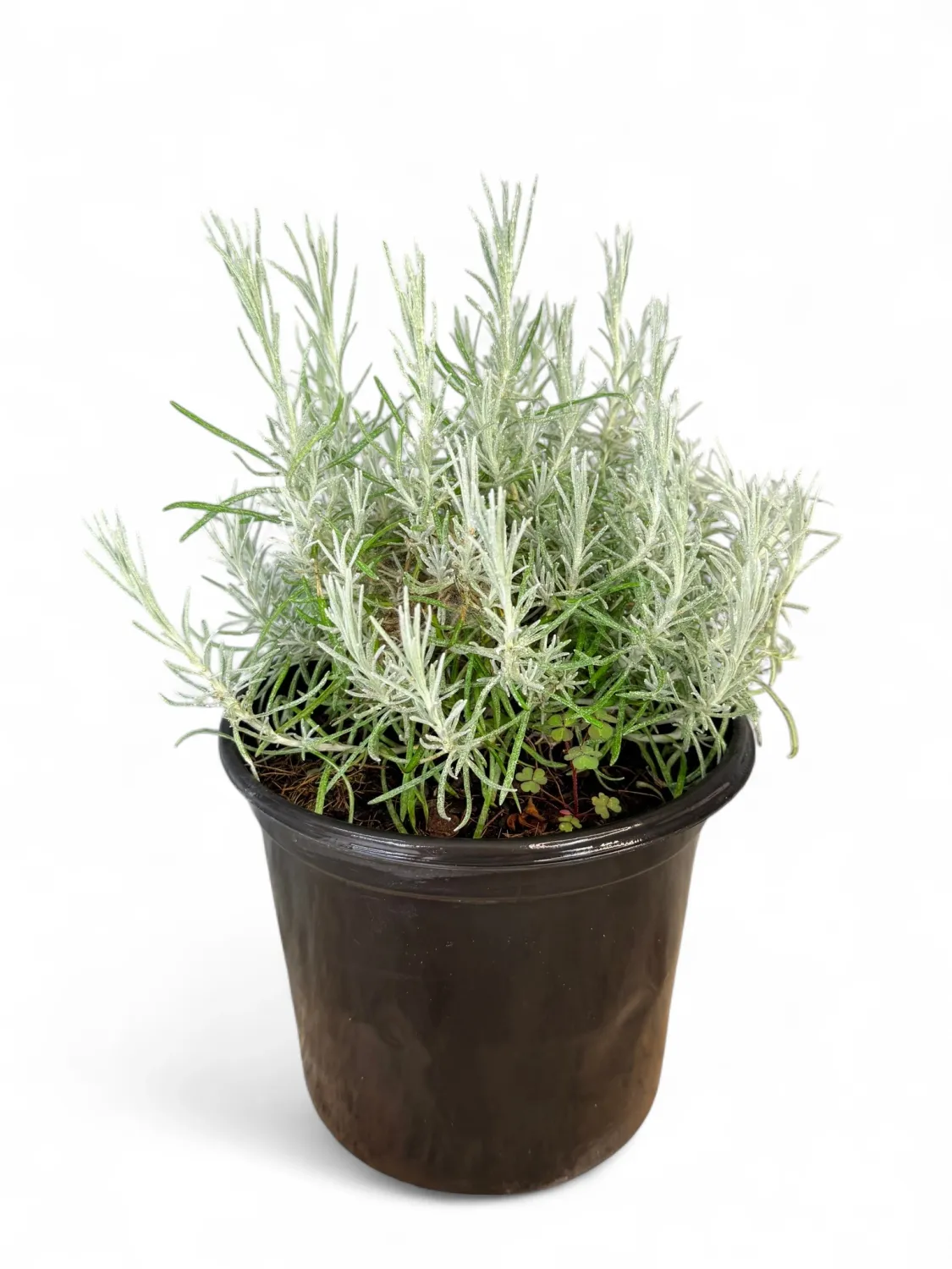 Curry Bush &quot;Helichrysum Italicym&quot; 17cm Pot