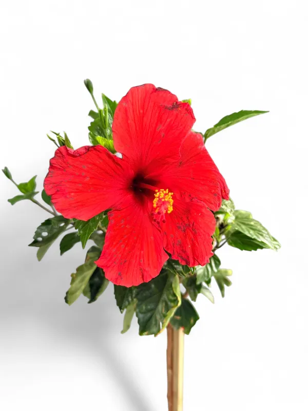 Hibiscus Rosa Sinensis Standard "Tropical Hibiscus" "Mixed Colours" 10Liter