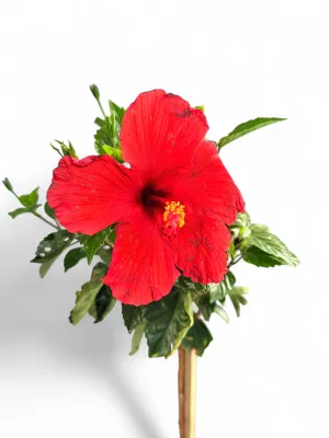 Hibiscus Rosa Sinensis Standard "Tropical Hibiscus" "Mixed Colours" 10Liter