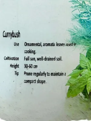 Curry Bush "Helichrysum Italicym" 17cm Pot