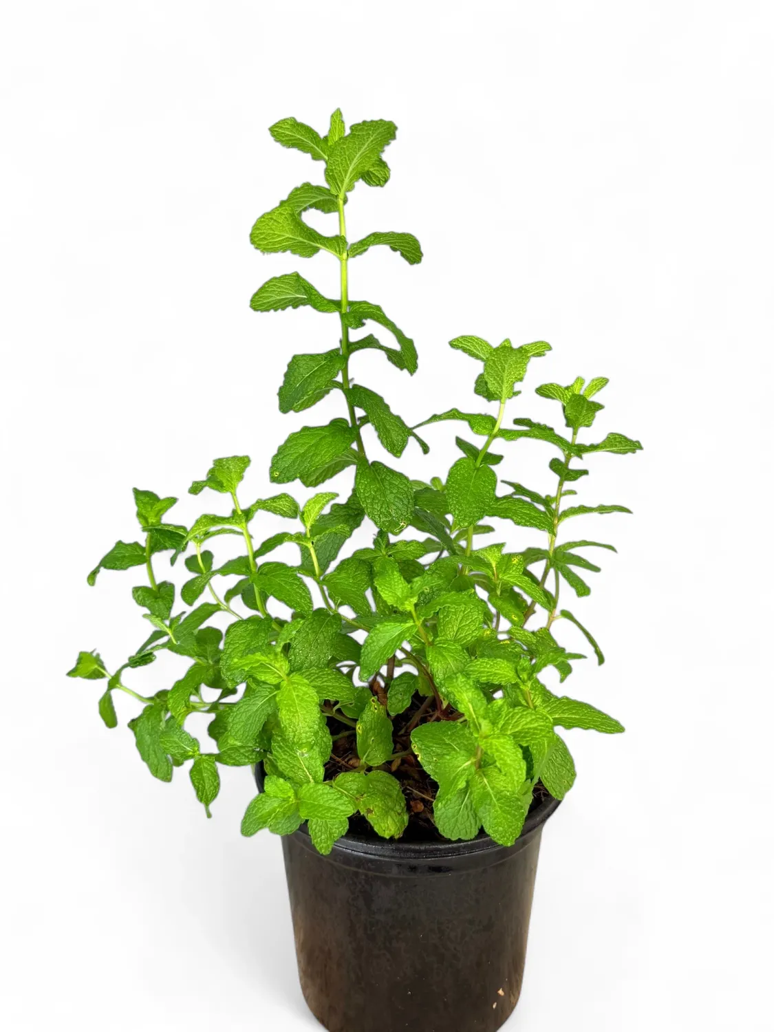 Common Mint &quot;Burdet Spearmint&quot; 17cm Pot
