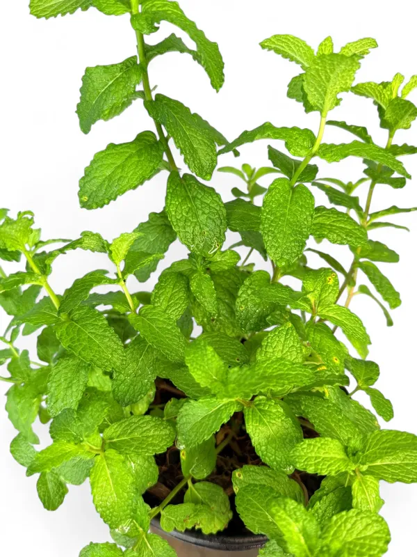 Common Mint "Burdet Spearmint" 17cm Pot