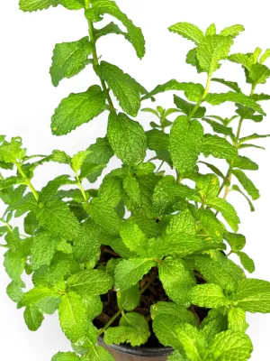 Common Mint "Burdet Spearmint" 17cm Pot