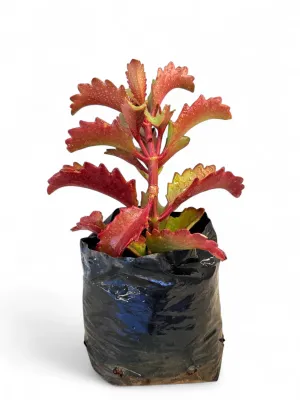 Kalanchoe Sexangularis "Red Leaved Kalanchoe" 2Liter Kalanchoe Sexangularis "Red Leaved Kalanchoe" 2Liter