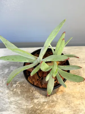 Cotyledon Orbiculata &quot;Flanaganii&quot; 15cm