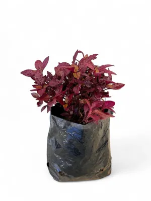Alternanthera &quot;Red Ruby&quot; 2Liter