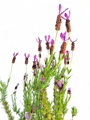 Lavandula Stoechas "French Lavender" 10Liter