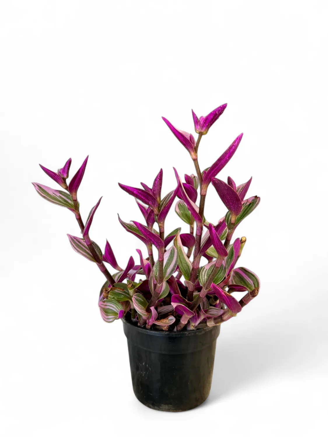 Tradescantia Zebrina &quot;Pink Paradise Wandering Plant&quot; 15cm