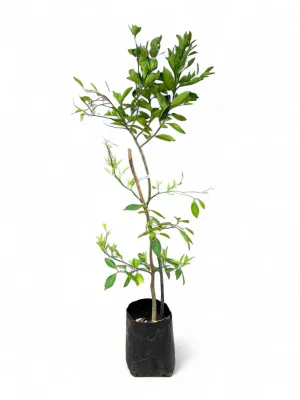 Citrus Orange &quot;Caracara Naval&quot; 20Liter